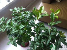 桂花可以放在臥室嗎？桂花放在臥室好嗎？