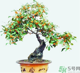 桂花樹可以種在室內(nèi)嗎？桂花樹適合在室內(nèi)嗎？