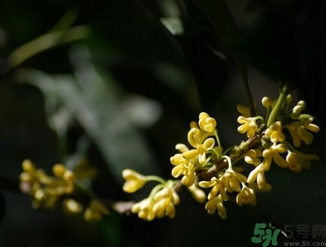 桂花酒的保質(zhì)期是多少？桂花酒過期了能喝嗎？
