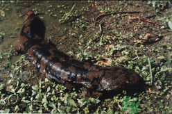 野生娃娃魚多少錢一斤？野生娃娃魚多少錢一條？