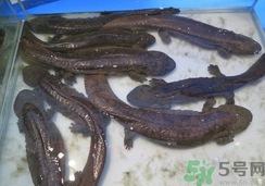 野生娃娃魚多少錢一斤？野生娃娃魚多少錢一條？