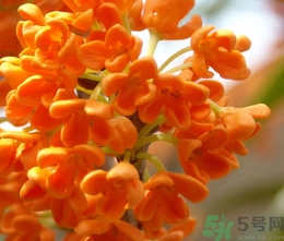 桂花和茶葉能一起泡嗎？桂花能和茶葉一起泡嗎？