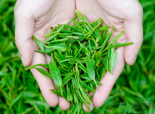 桂花和茶葉能一起泡嗎？桂花能和茶葉一起泡嗎？