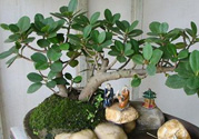 桂花樹(shù)可以種在室內(nèi)嗎？桂花樹(shù)適合在室內(nèi)嗎？