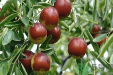 冬棗能泡茶喝嗎？泡茶喝用干冬棗好還是新鮮冬棗好？