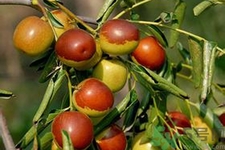 冬棗能泡茶喝嗎？泡茶喝用干冬棗好還是新鮮冬棗好？