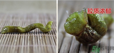鐵皮楓斗怎么吃？鐵皮楓斗功效與作用