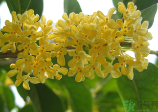 桂花和菊花可以一起泡茶嗎？桂花可以和能一起喝嗎？