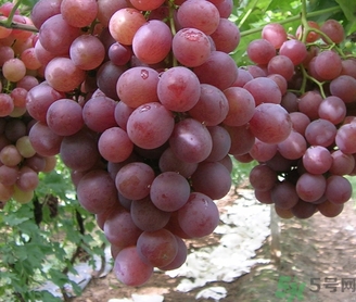 吃紅提要?jiǎng)兤幔考t提皮可以吃嗎？