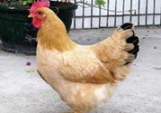 三黃雞多少錢一斤？三黃雞多少錢一只？