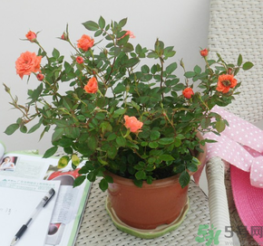 月季花可以放在室內(nèi)嗎？月季花放在室內(nèi)好嗎？