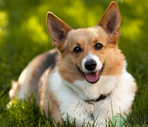 狂犬病的潛伏期最長(zhǎng)多長(zhǎng)？狗咬了會(huì)得狂犬病嗎？