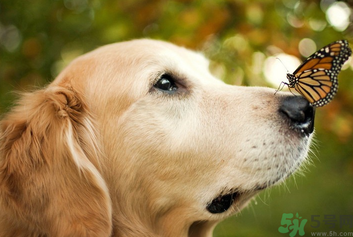 狂犬病的潛伏期最長(zhǎng)多長(zhǎng)？狗咬了會(huì)得狂犬病嗎？
