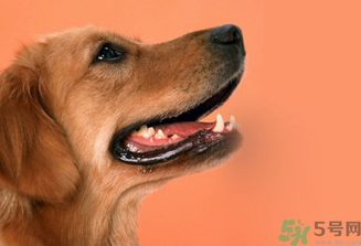 狂犬病的潛伏期最長(zhǎng)多長(zhǎng)？狗咬了會(huì)得狂犬病嗎？