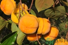 柿子和香蕉能一起吃嗎？柿子和香蕉一起吃會中毒嗎？