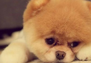 狂犬病的潛伏期最長多長？狗咬了會得狂犬病嗎？