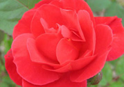 月季花可以放在室內(nèi)嗎？月季花放在室內(nèi)好嗎？
