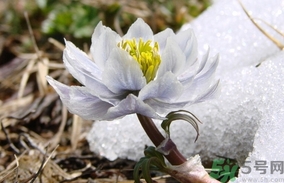 雪蓮花怎么吃？雪蓮花的功效作用