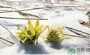雪蓮花怎么吃？雪蓮花的功效作用