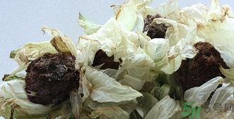 雪蓮花怎么吃？雪蓮花的功效作用