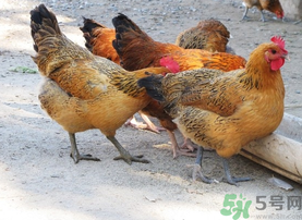土雞多少錢一斤？土雞多少錢一只？