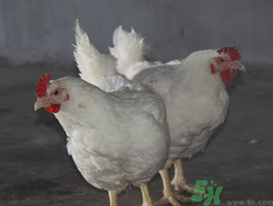 肉雞多少錢一斤？肉雞價(jià)格行情