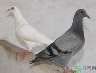 鴿子多少錢一只？鴿子多少錢一斤？