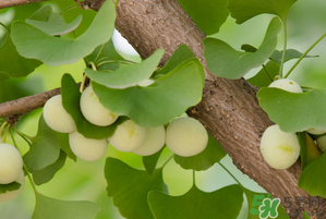吃白果有什么好處和壞處？吃白果有什么作用？