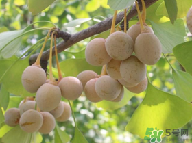 吃白果會過敏嗎？吃白果過敏了怎么辦？