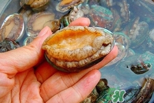 男人吃鮑魚(yú)能補(bǔ)腎嗎？腎虛能吃鮑魚(yú)嗎？