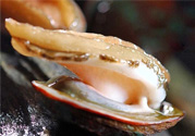 男人吃鮑魚能補腎嗎？腎虛能吃鮑魚嗎？