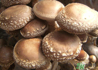 吃香菇有什么好處？吃香菇有什么壞處？