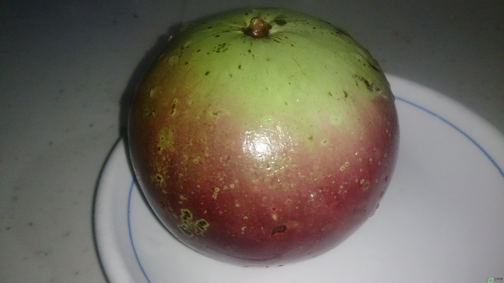 牛奶果怎么吃？牛奶果的功效與作用
