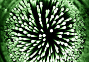 細(xì)菌和病毒哪個厲害?細(xì)菌和病毒的主要區(qū)別是什么