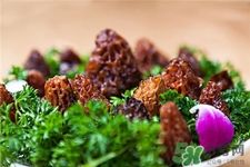 羊肚菌的營養(yǎng)價(jià)值 羊肚菌的功效與作用