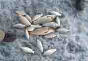 立冬釣魚(yú)如何防止小魚(yú)鬧窩？立冬前后怎樣釣魚(yú)？