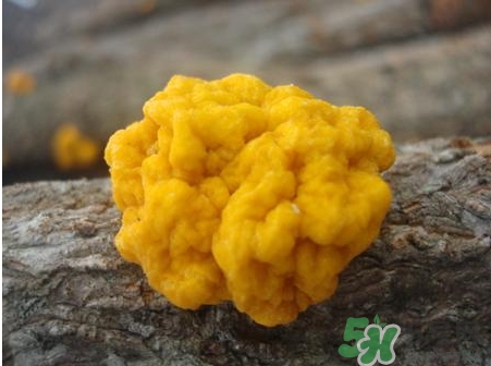 金耳的營養(yǎng)價(jià)值 金耳的功效與作用