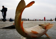 冬天釣魚用什么餌料？冬天釣魚用什么小藥？