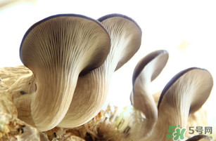 平菇不能和什么一起吃？平菇不能與什么同食？