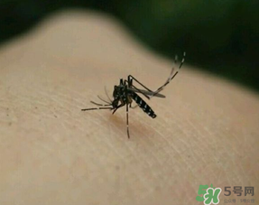 冬天有蚊子嗎？為什么冬天還有蚊子？