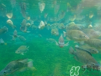 咽喉炎可以吃魚(yú)嗎?咽喉炎吃魚(yú)好嗎