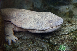 娃娃魚(yú)的營(yíng)養(yǎng)價(jià)值 娃娃魚(yú)的功效與作用