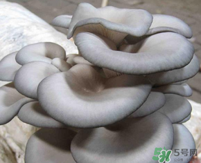 平菇可以放冰箱嗎？平菇在冰箱可以放幾天？