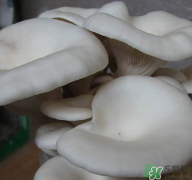 平菇可以放冰箱嗎？平菇在冰箱可以放幾天？