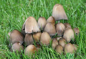 草菇不能和什么一起吃？草菇和什么相克？