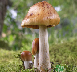 蘑菇可以放冰箱嗎？蘑菇放冰箱長(zhǎng)毛了能吃嘛？