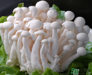 白玉菇孕婦能吃嗎？孕婦可以吃白玉菇嗎？