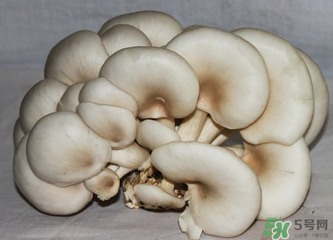 平菇怎么保存？平菇能放幾天？