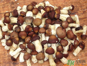 草菇可以放冰箱嗎？草菇放冰箱還能吃嗎？