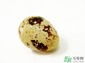鵪鶉蛋不能和什么一起吃？鵪鶉蛋不能與什么同食？